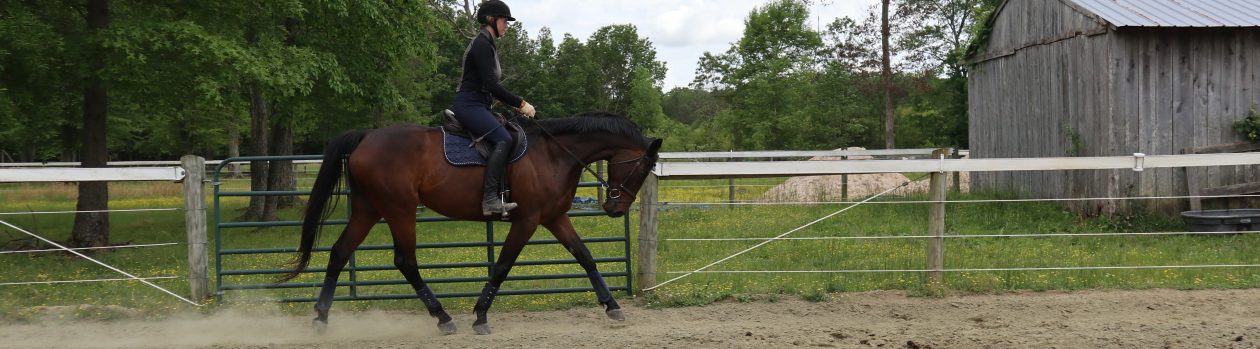 Pilates for Horses